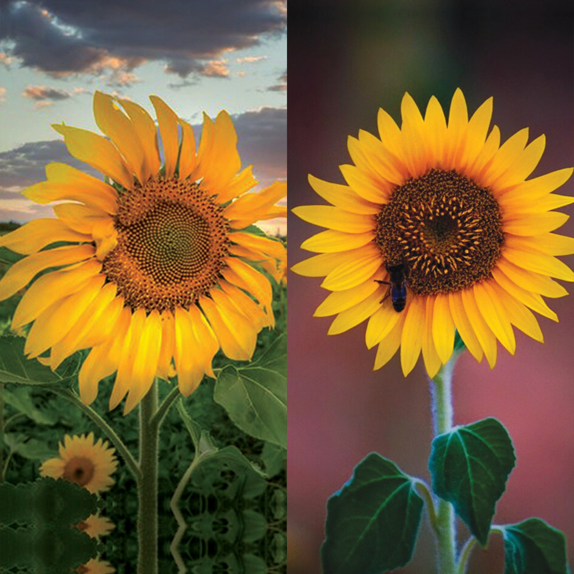 Sun Flower Bloom Strap Loop - Switch Bands