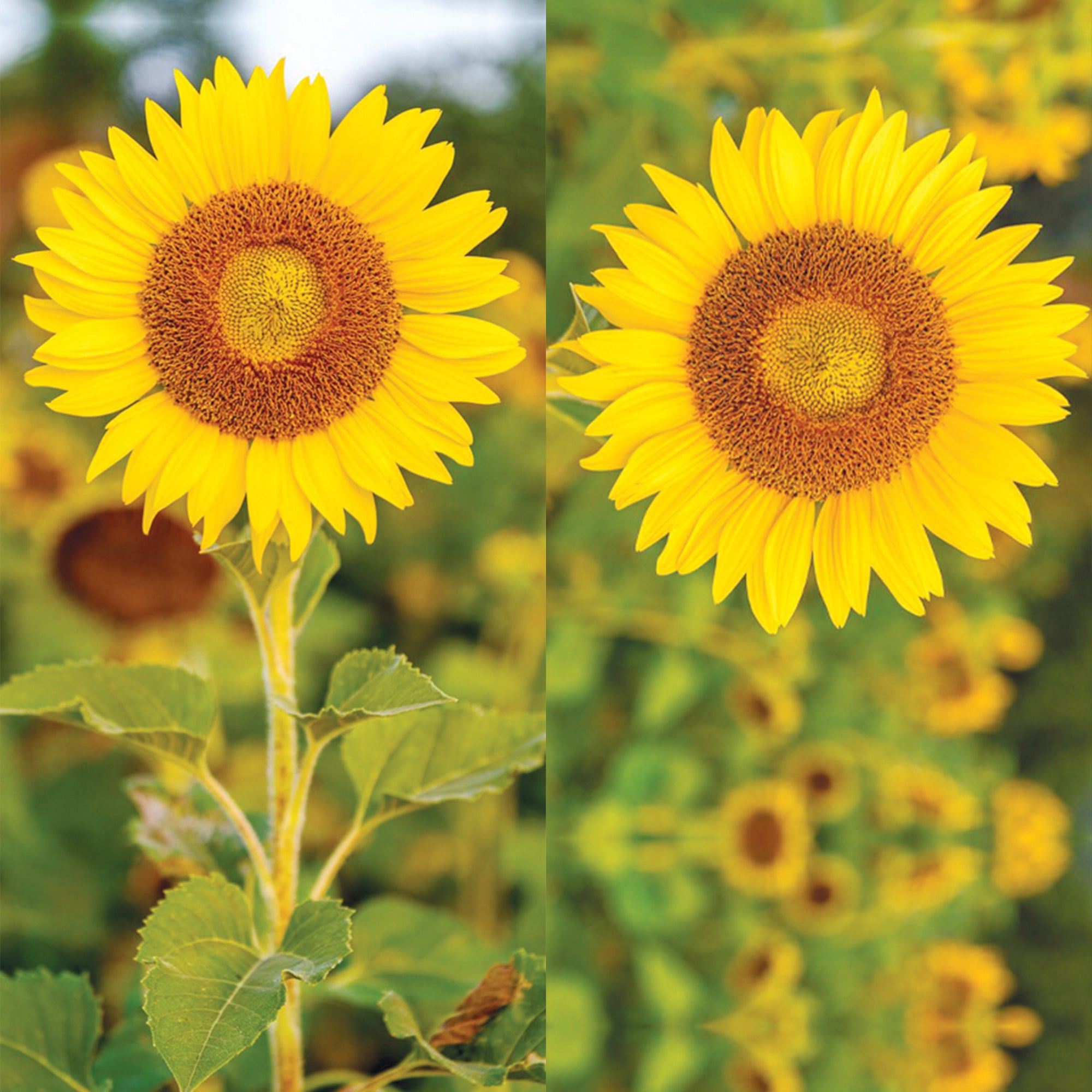 Sun Flower Strap Loop - Switch Bands 